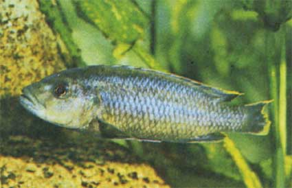 (Melanochromis melanopterus)