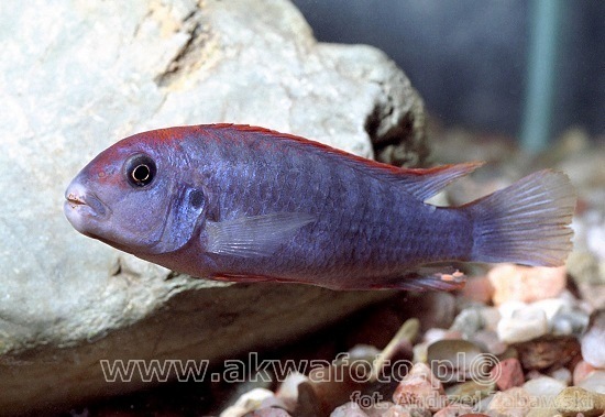 (Melanochromis perspicax)