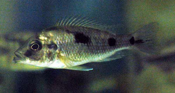(Naevochromis chrysogaster)