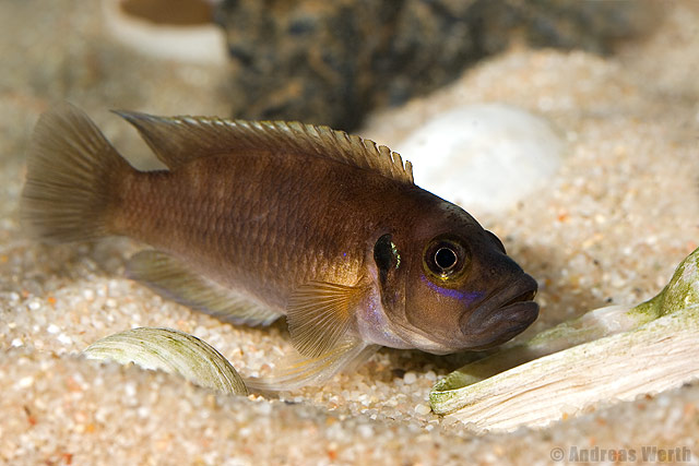 (Neolamprologus brevis)