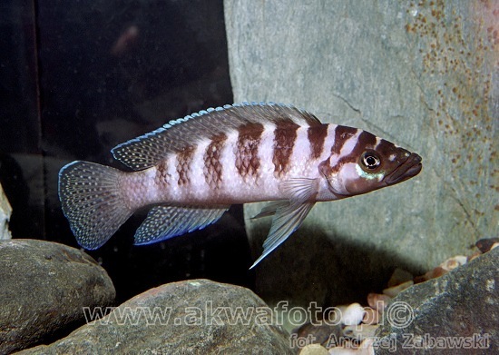 (Neolamprologus cylindricus)