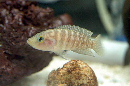 (Neolamprologus obscurus)