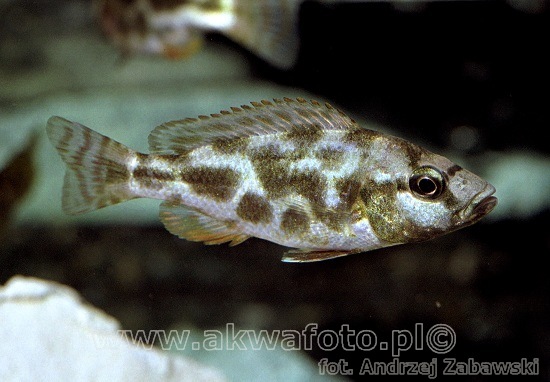 (Nimbochromis livingstonii)