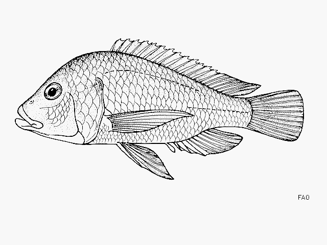 (Oreochromis chungruruensis)