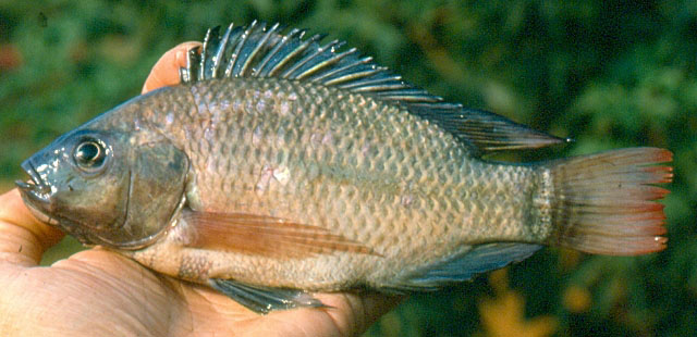 (Oreochromis niloticus eduardianus)