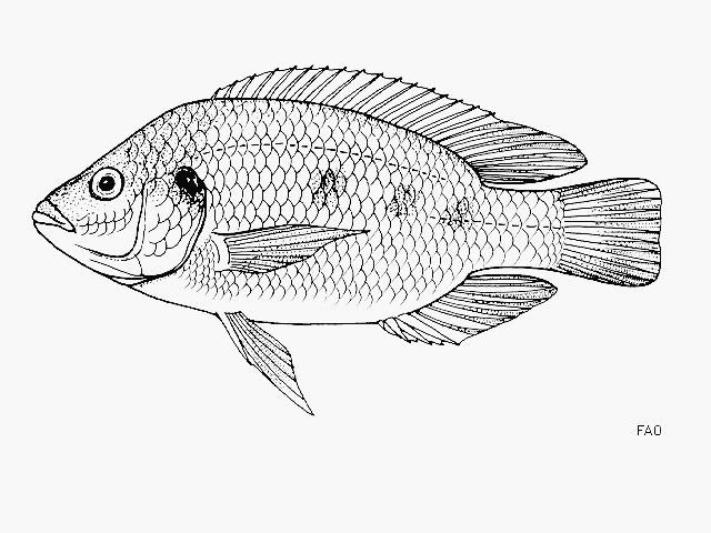 (Oreochromis shiranus shiranus)