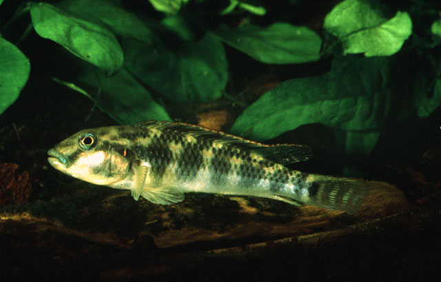 (Orthochromis kasuluensis)
