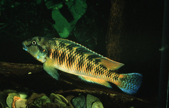 (Orthochromis luichensis)