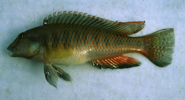 (Orthochromis luichensis)