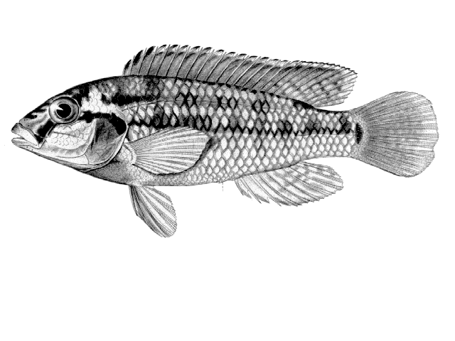 (Orthochromis machadoi)