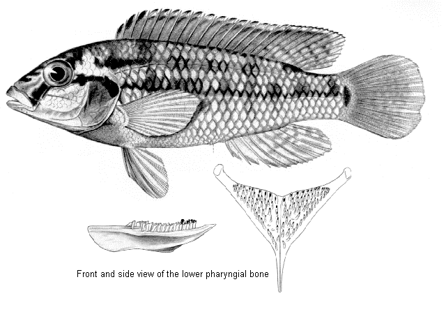 (Orthochromis machadoi)