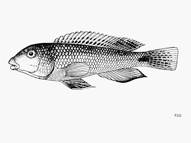 (Orthochromis malagaraziensis)