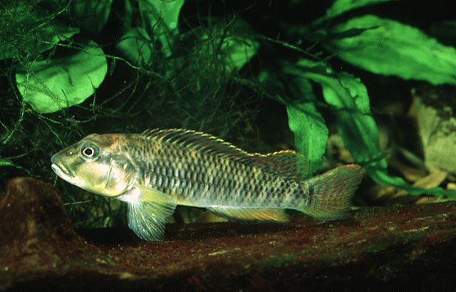 (Orthochromis mosoensis)