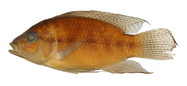 (Parananochromis axelrodi)