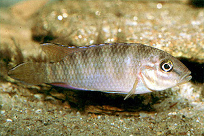 (Parananochromis caudifasciatus)