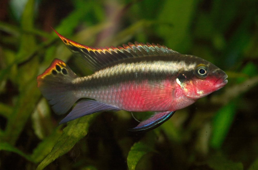 (Pelvicachromis pulcher)