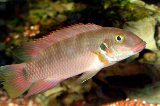 (Pelvicachromis rubrolabiatus)