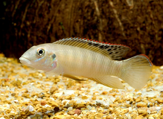(Pelvicachromis signatus)