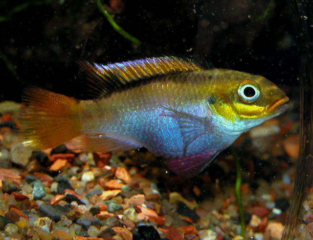 (Pelvicachromis taeniatus)