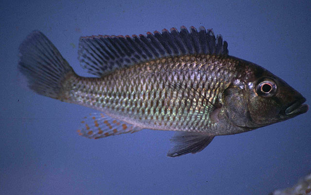 (Pharyngochromis acuticeps)