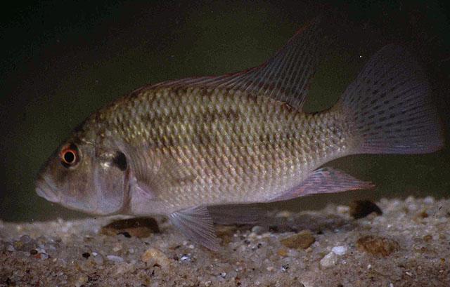 (Sargochromis codringtonii)