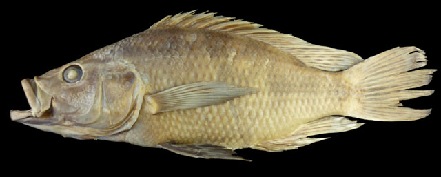 (Serranochromis longimanus)