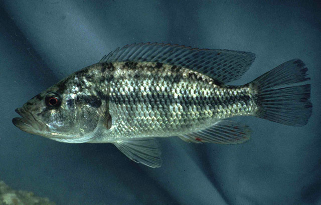 (Serranochromis macrocephalus)