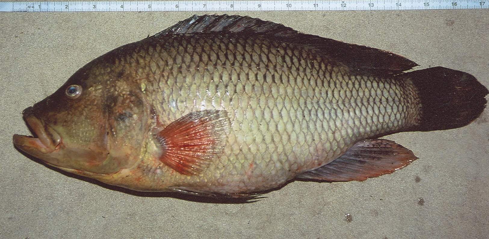 (Serranochromis robustus robustus)