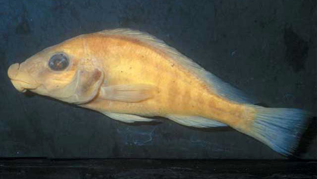 (Thoracochromis albolabris)