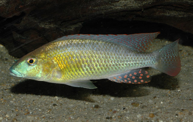 (Thoracochromis buysi)