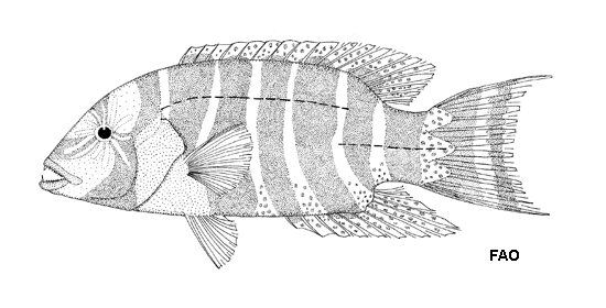 (Thoracochromis fasciatus)