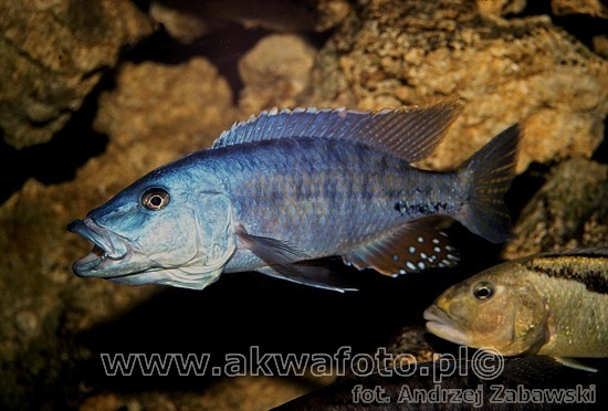 (Tyrannochromis macrostoma)