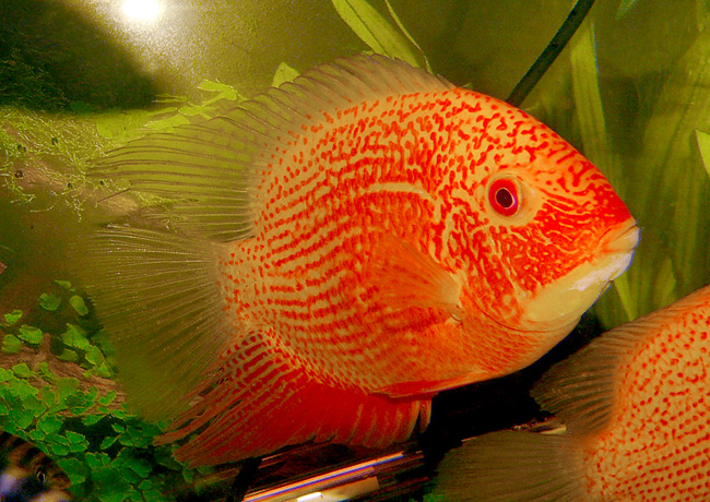 Cichlasoma  sp. 3f Цихлазома северум Красный жемчуг