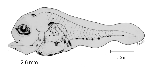 (Chaetodipterus zonatus)