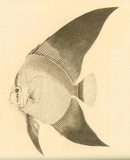 (Platax orbicularis) 59p Chaetodon vespertilio