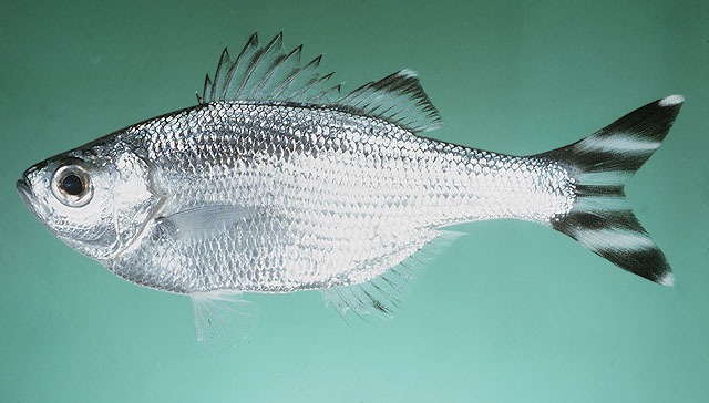 Ein Fisch Namens Argeros