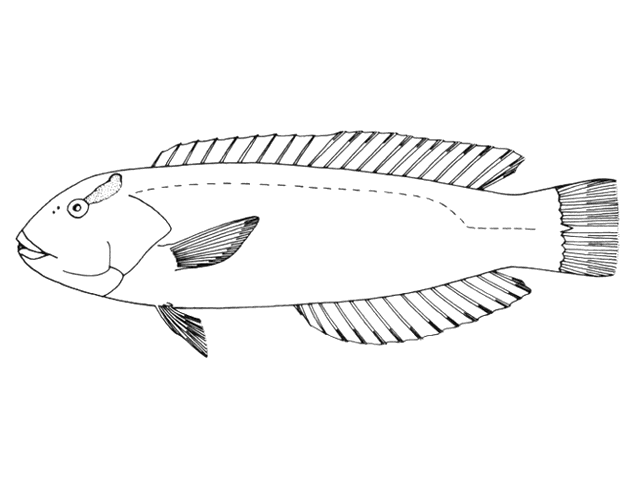 (Halichoeres cyanocephalus)
