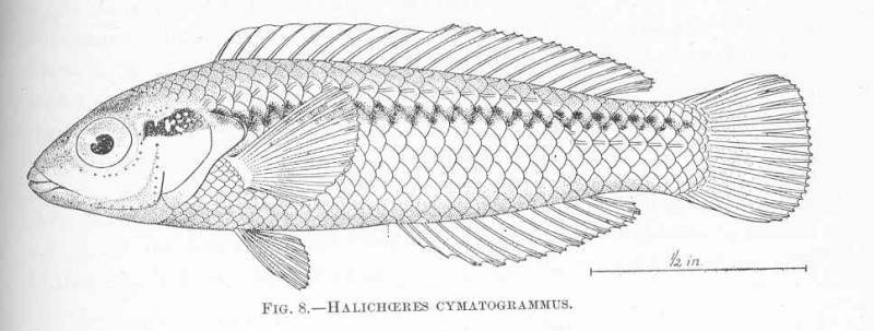 (Halichoeres scapularis) 94p Halichoeres cymatogrammus