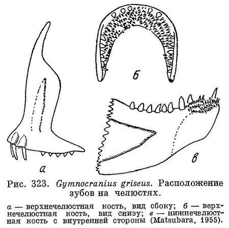 (Gymnocranius griseus)
