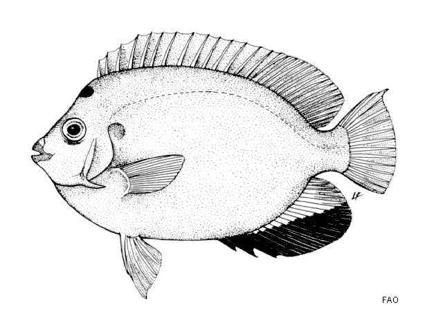 (Apolemichthys trimaculatus)