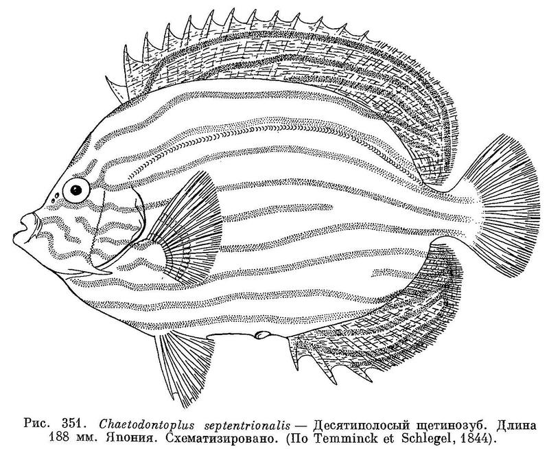 (Chaetodontoplus septentrionalis)