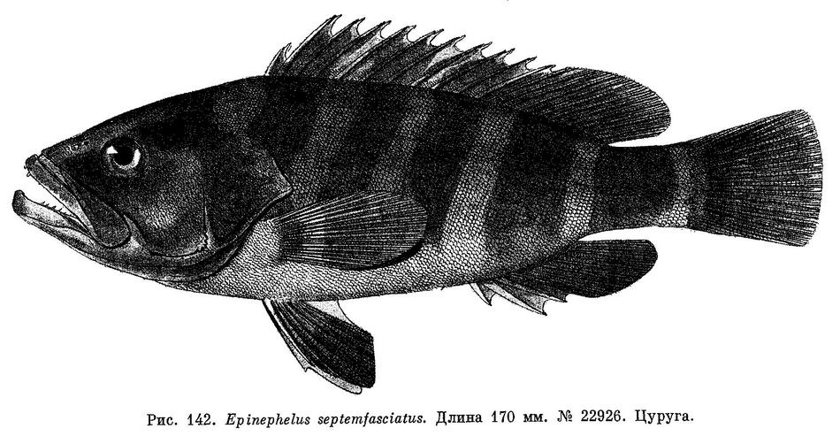 (Hyporthodus septemfasciatus)