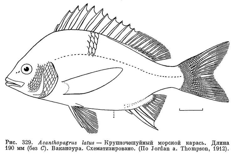 (Acanthopagrus latus)