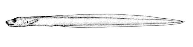 (Derepodichthys alepidotus)