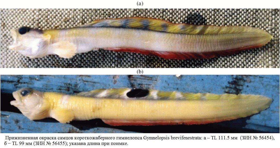 (Gymnelopsis brevifenestrata)