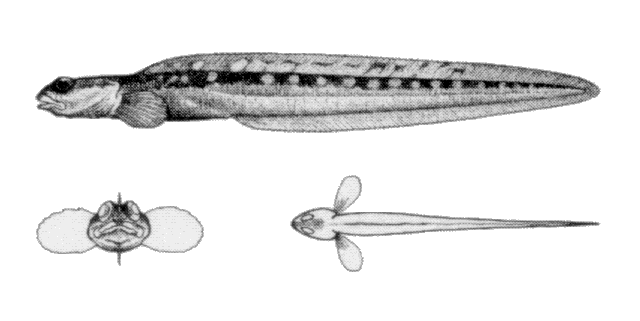 (Gymnelus hemifasciatus)