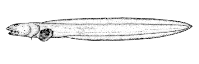 (Lycenchelys crotalinus)