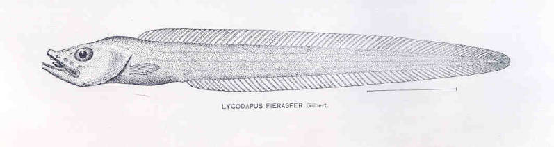 (Lycodapus fierasfer)