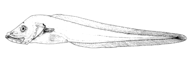 (Lycodapus pachysoma)
