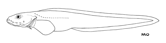 (Lycodichthys antarcticus)